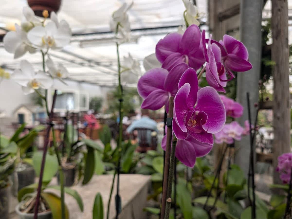 Violette Orchideen im Gewächshaus des Café Orchidee in Hornbach bei Birkenau Violette Orchideen im Gewächshaus des Café Orchidee in Hornbach bei Birkenau