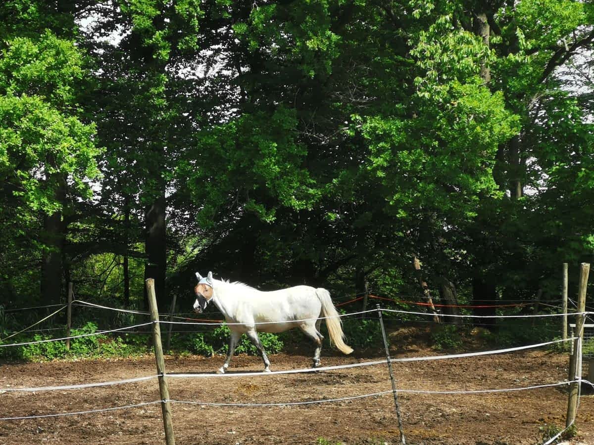 Pferd auf der Koppel am Reitverein Birkenau entlang der Rundwanderung Pferd auf der Koppel am Reitverein Birkenau entlang der Rundwanderung