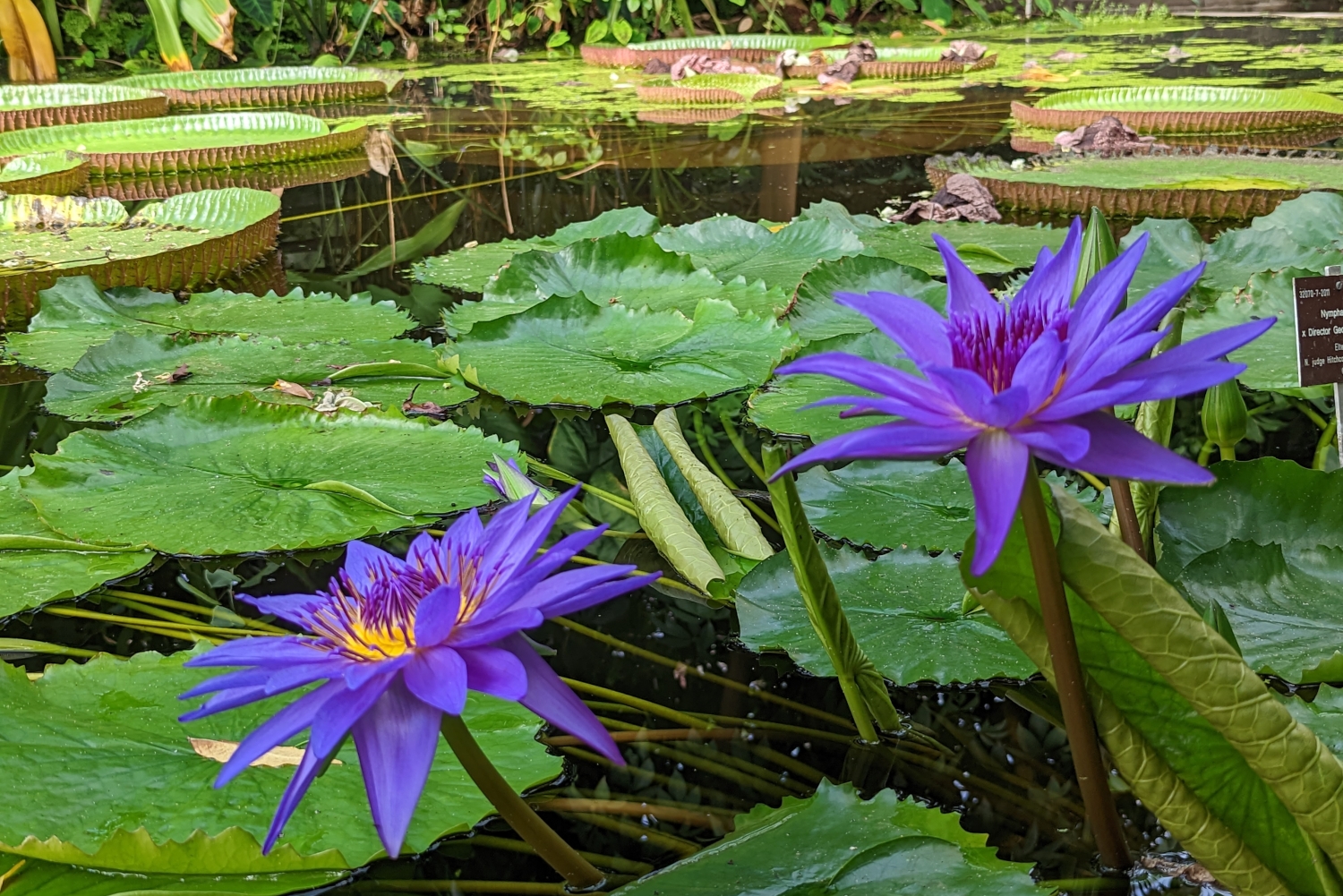 Botanischer Garten Bonn