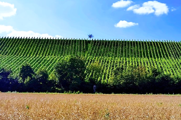 Bilderbuch-Idylle am Mainradweg: Weinberge, Felder und Blumenwiesen