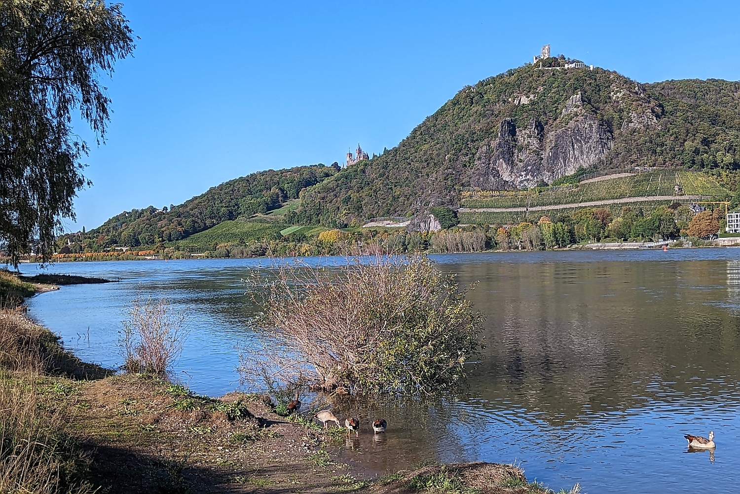 Rheinradweg - Blick Drachenfels und Schloss Drachenburg
