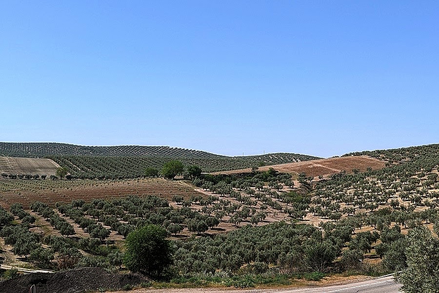 Olivenhaine Spanien Region Jean
