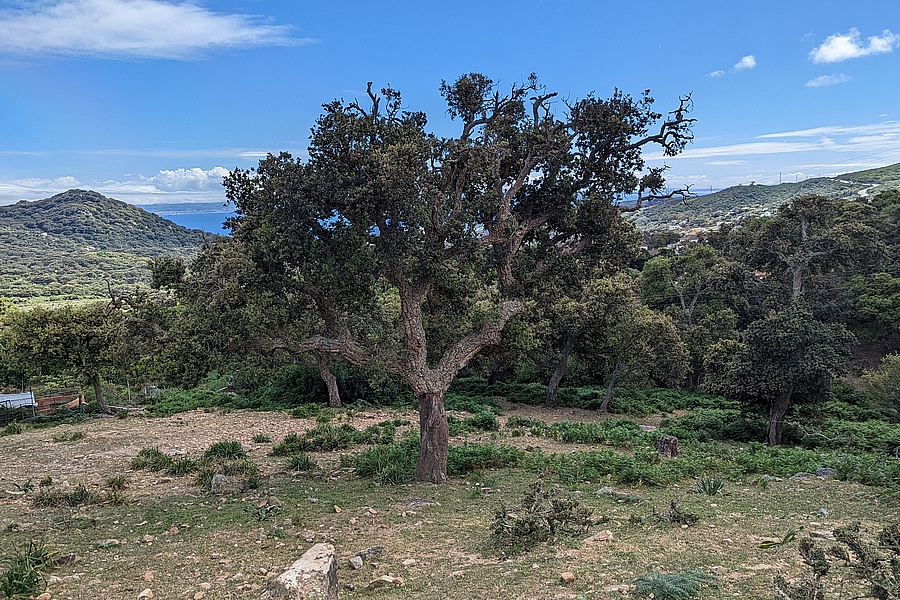 Wanderung im Naturpark Los Alcornocales Südspanien Nähe Tarifa