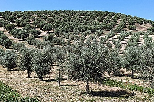 Unser  Spanien-Portugal-Roadtrip führte uns   durch die Provinz Jaén in Andalusien, dem bedeutendsten Olivenanbaugebiet Spaniens. Endlose Olivenbaum-Plantagen begleiten uns hier über eine lange Strecke. 