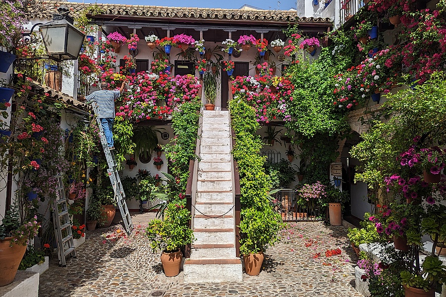 Ein Blumenmeer im Patios in Cordoba