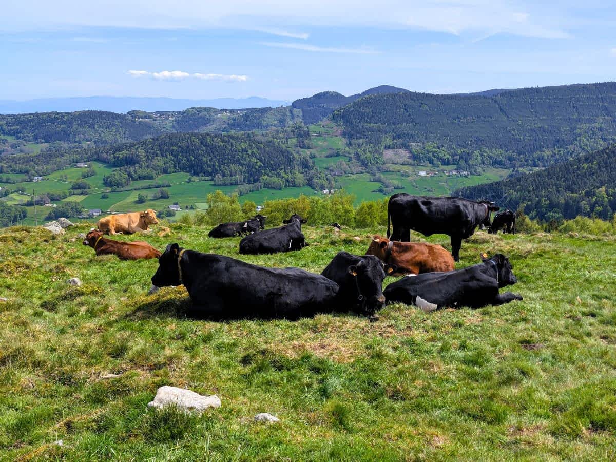 Eine Herde von schwarzen und braunen Kühen, die auf einer Bergwiese in den Vogesen ruhen, mit weitem Ausblick auf bewaldete Berge und grüne Täler.