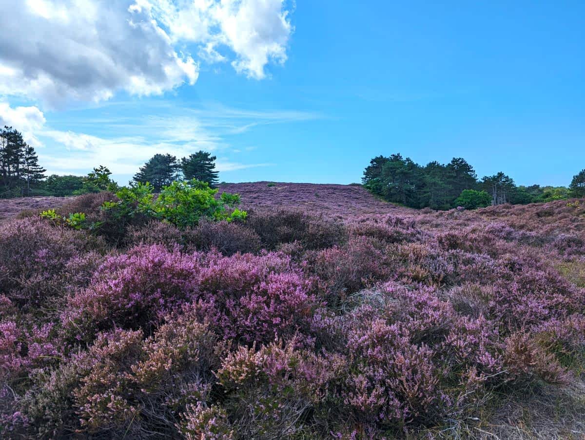 Dünensee umgeben von Heidekraut