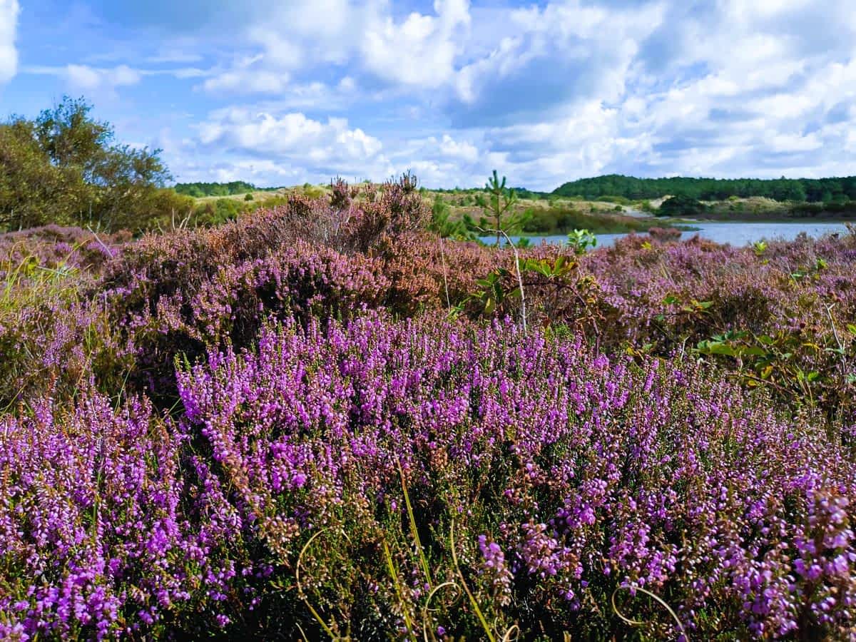 Blühende Heide in der Schoorler Dünenweite