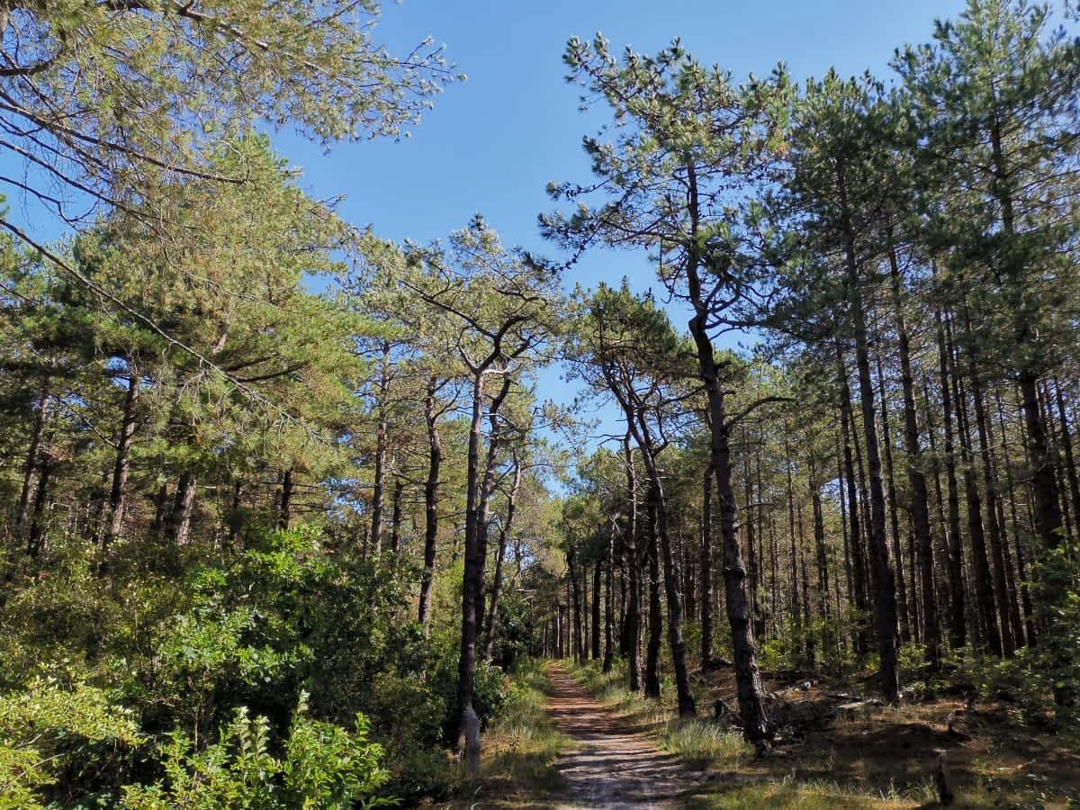Schattiger Wanderweg im Küstenwald