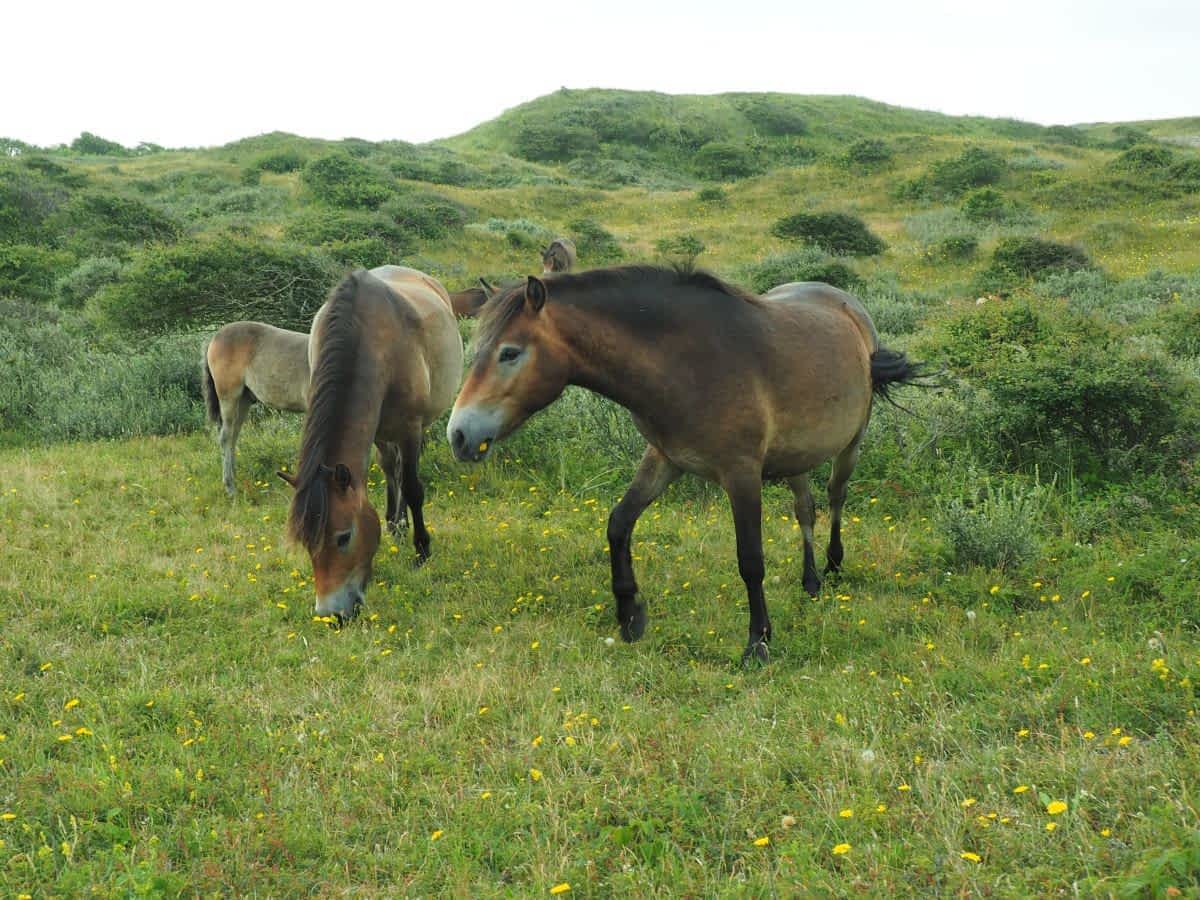 Eine Gruppe von Konik-Wildpferden grast friedlich in den Schoorlse Duinen