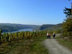 Auf 320 Kilometern führt der rechtsrheinische Premiumwanderweg zwischen Wiesbaden und Bonn vom Siebengebirge über das Mittelrheintal bis hin zum Rheingau.