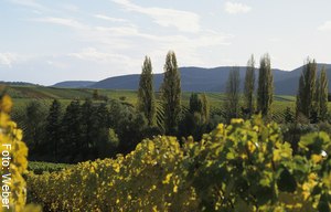 [title] - Wandern in der Pfalz ist ein Erlebnis für alle Sinne. Von den Rheinauen bis zu den Gipfeln des Pfälzer Berglands führen zahlreiche Wanderwege durch traumhafte Landschaften und bezaubernde Ortschaften.  Besonders beliebt ist die Südliche Weinstraße und der Pfälzerwald. 