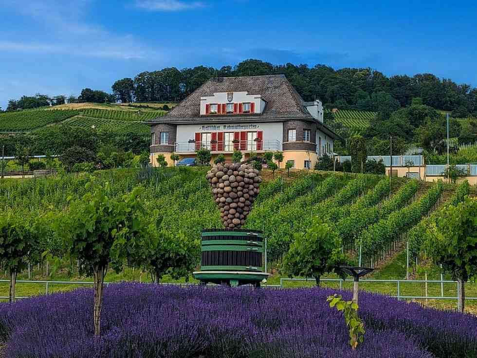 Ein üppiges Lavendelfeld im Vordergrund mit einer großen Skulptur in Form einer Weintraube auf einer alten Weinpresse, dahinter erstrecken sich Weinreben an einem Hang mit dem Hessischen Rebmuttergarten-Gebäude im Hintergrund Ein üppiges Lavendelfeld im Vordergrund mit einer großen Skulptur in Form einer Weintraube auf einer alten Weinpresse, dahinter erstrecken sich Weinreben an einem Hang mit dem Hessischen Rebmuttergarten-Gebäude im Hintergrund